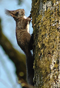 Eichhörnchen Bild